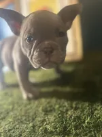 Cookie 🍪 , a female American Bully for sale in Boston, MA – Photo 4 of 5