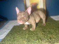 Brown Shugga , a female American Bully for sale in Boston, MA – Photo 3 of 5