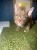 Brown Shugga , a female American Bully for sale in Boston, MA – Photo 2 of 5