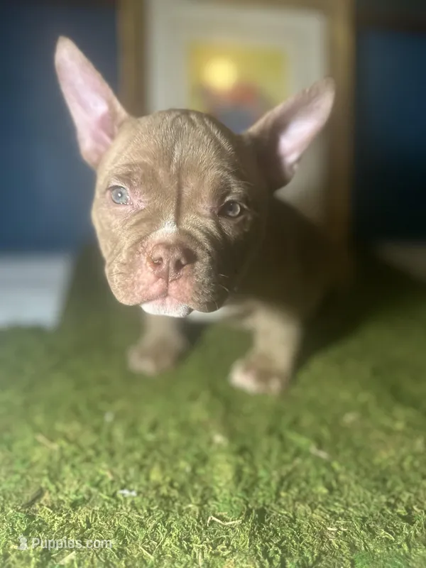 Brown Shugga  – American Bully puppy for sale in Boston, MA