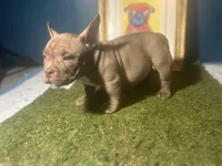 Brown Shugga , a female American Bully for sale in Boston, MA – Photo 4 of 5