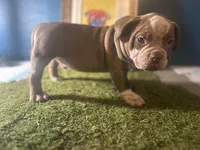 Baloo , a male American Bully for sale in Boston, MA – Photo 4 of 4