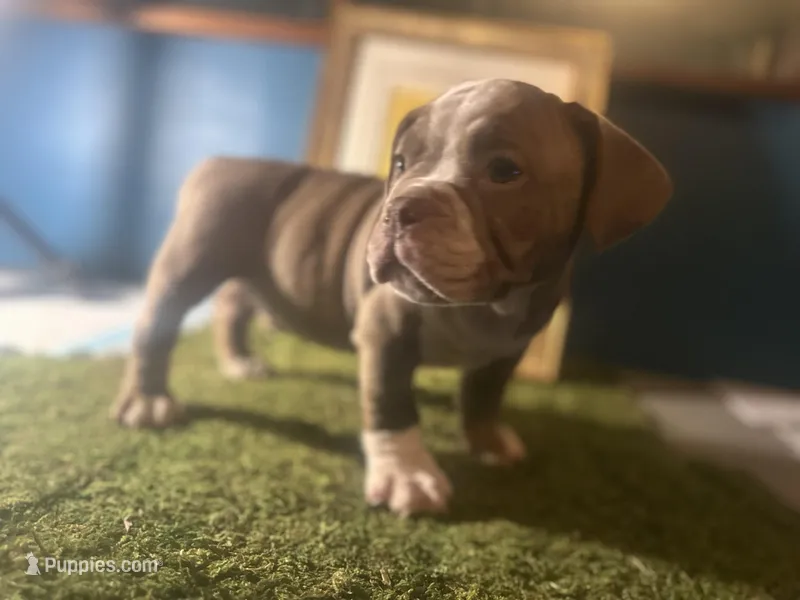 Baloo , a male American Bully for sale in Boston, MA – Photo 1 of 4