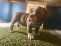 Baloo , a male American Bully for sale in Boston, MA – Photo 1 of 4