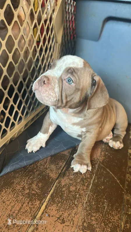 Baloo  – American Bully puppy for sale in Boston, MA