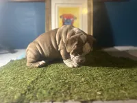 Baloo , a male American Bully for sale in Boston, MA – Photo 2 of 4