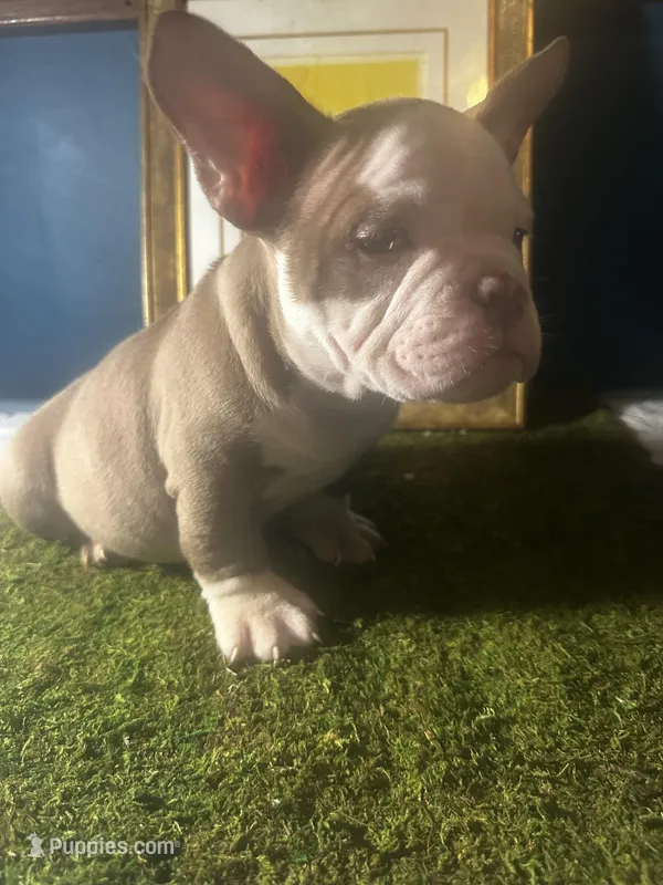 Mr. Mime  – American Bully puppy for sale in Boston, MA