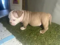 Mr. Mime , a male American Bully for sale in Boston, MA – Photo 4 of 4