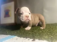 Mr. Mime , a male American Bully for sale in Boston, MA – Photo 1 of 4