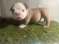 Mr. Mime , a male American Bully for sale in Boston, MA – Photo 2 of 4