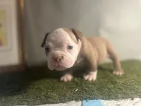 Mr. Mime , a male American Bully for sale in Boston, MA – Photo 3 of 4