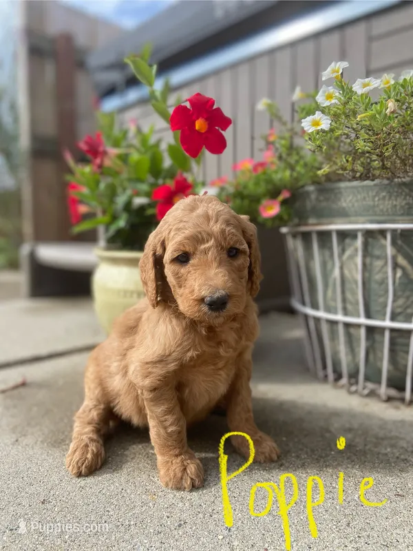 Poppy – Goldendoodle, Poodle - Standard  puppy for sale in Decatur, IN