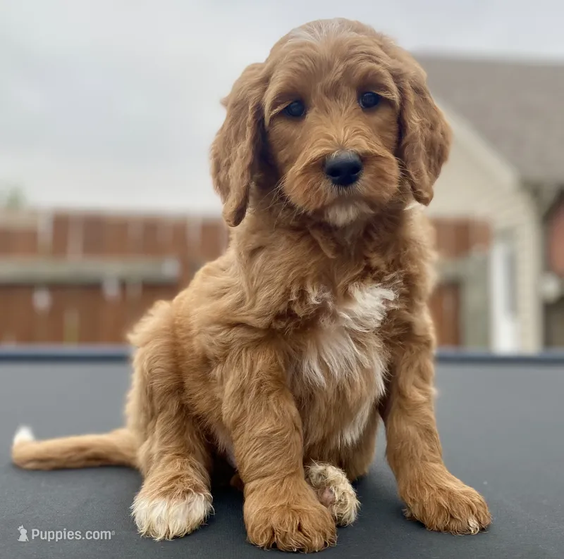 Moe – Goldendoodle, Poodle - Standard  puppy for sale in Decatur, IN