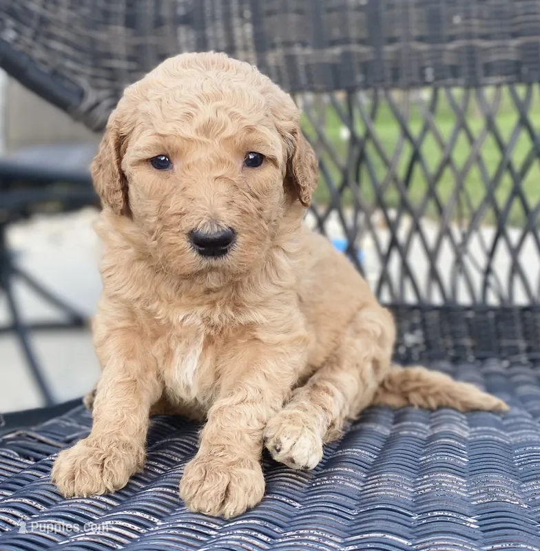 Indi – Goldendoodle, Poodle - Standard  puppy for sale in Decatur, IN