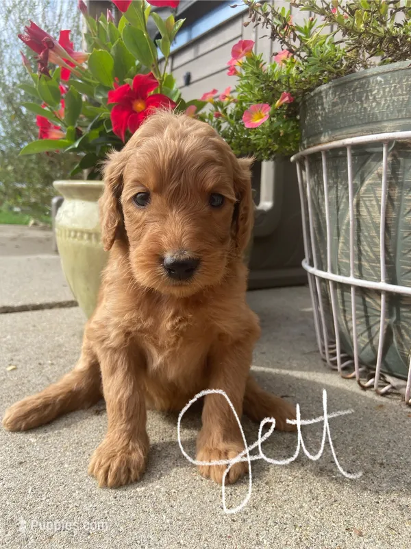 Jett – Goldendoodle, Poodle - Standard  puppy for sale in Decatur, IN