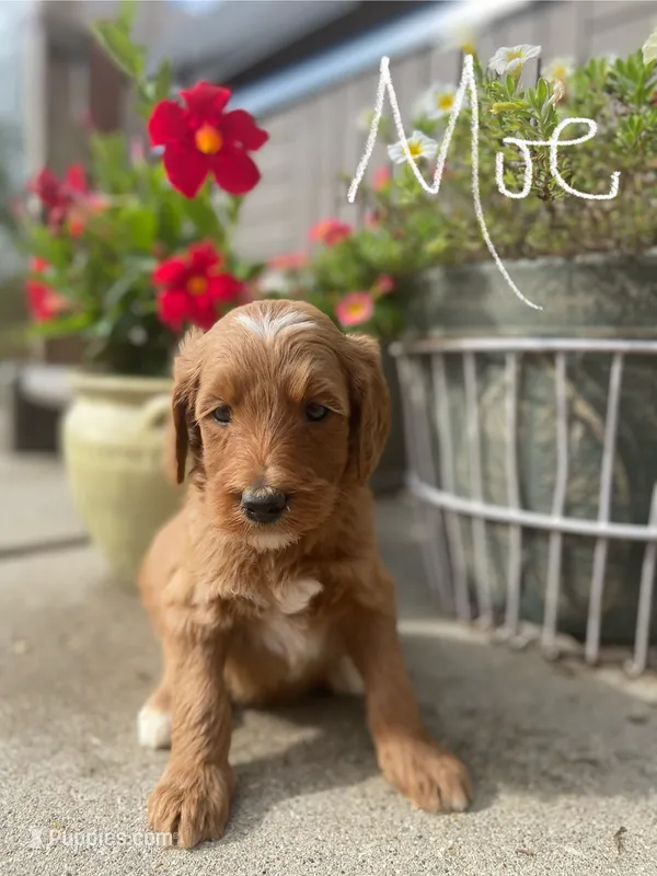 Moe – Goldendoodle, Poodle - Standard  puppy for sale in Decatur, IN
