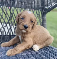 Moe, a male Goldendoodle and Poodle - Standard  for sale in Decatur, IN – 2 of 3