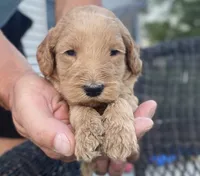 Bear, a male Goldendoodle and Poodle - Standard  for sale in Decatur, IN – 2 of 2