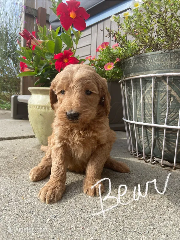Bear – Goldendoodle, Poodle - Standard  puppy for sale in Decatur, IN