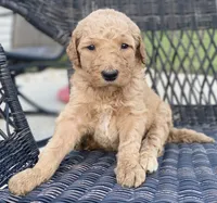 Indi, a female Goldendoodle and Poodle - Standard  for sale in Decatur, IN – 3 of 3