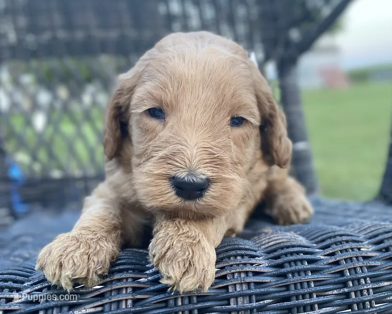 Bear – Goldendoodle, Poodle - Standard  puppy for sale in Decatur, IN