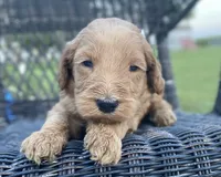 Bear, a male Goldendoodle and Poodle - Standard  for sale in Decatur, IN – 1 of 2