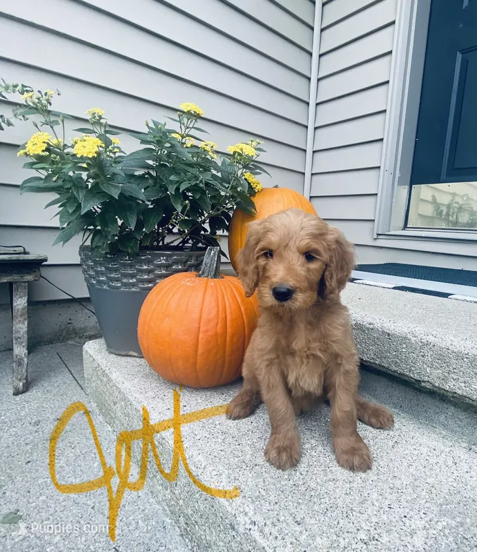 Jett – Goldendoodle, Poodle - Standard  puppy for sale in Decatur, IN