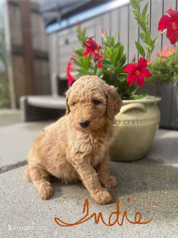 Indie – Goldendoodle, Poodle - Standard  puppy for sale in Decatur, IN