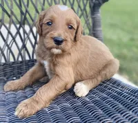 Moe, a male Goldendoodle and Poodle - Standard  for sale in Decatur, IN – 3 of 3