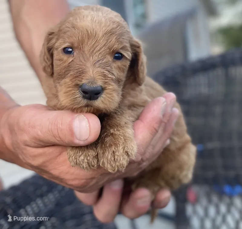 Jett – Goldendoodle, Poodle - Standard  puppy for sale in Decatur, IN