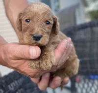 Jett, a male Goldendoodle and Poodle - Standard  for sale in Decatur, IN – 1 of 1