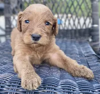 Janie, a female Goldendoodle and Poodle - Standard  for sale in Decatur, IN – 2 of 2