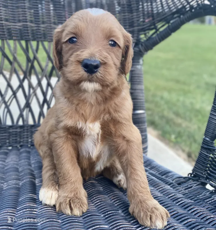 Moe – Goldendoodle, Poodle - Standard  puppy for sale in Decatur, IN