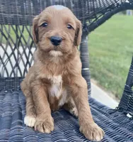 Moe, a male Goldendoodle and Poodle - Standard  for sale in Decatur, IN – 1 of 3