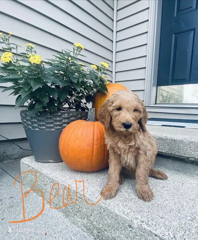 Bear – Goldendoodle, Poodle - Standard  puppy for sale in Decatur, IN