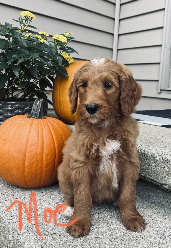 Moe – Goldendoodle, Poodle - Standard  puppy for sale in Decatur, IN