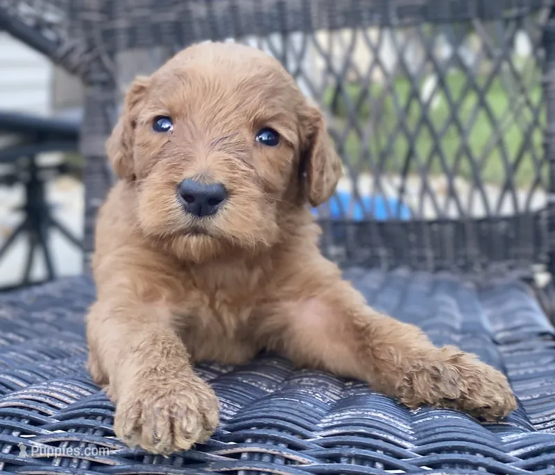 Janie – Goldendoodle, Poodle - Standard  puppy for sale in Decatur, IN