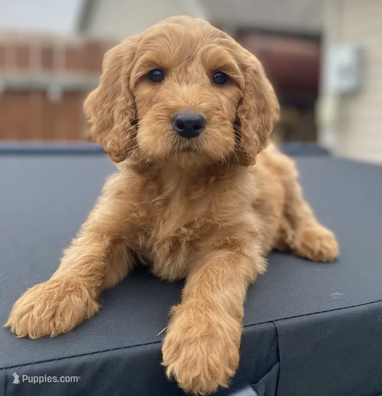 Jett – Goldendoodle, Poodle - Standard  puppy for sale in Decatur, IN