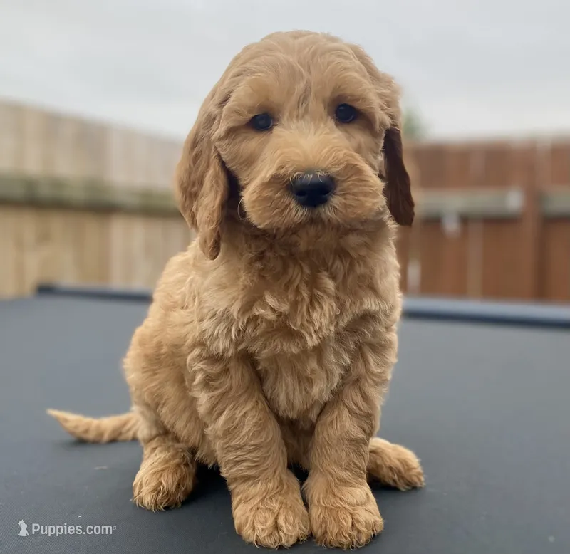 Bear – Goldendoodle, Poodle - Standard  puppy for sale in Decatur, IN