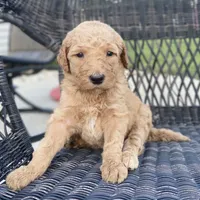 Indi, a female Goldendoodle and Poodle - Standard  for sale in Decatur, IN – 2 of 3