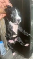 Kodack , a male American Pit Bull Terrier for sale in New Iberia, LA – 5 of 7