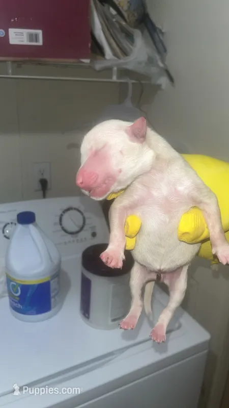 Cocaine  – American Pit Bull Terrier puppy for sale in New Iberia, LA