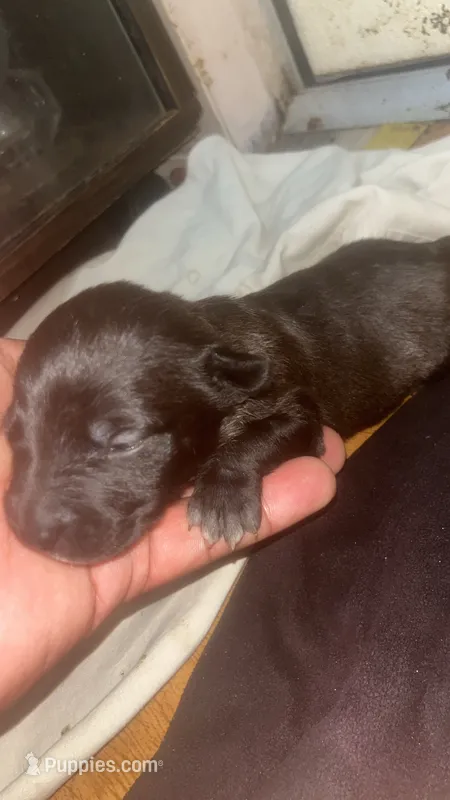 Raine  – American Pit Bull Terrier puppy for sale in New Iberia, LA