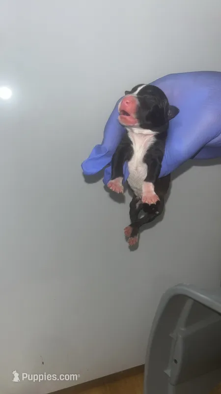 Marco Polo – American Pit Bull Terrier puppy for sale in New Iberia, LA