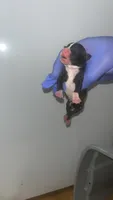 Marco Polo, a male American Pit Bull Terrier for sale in New Iberia, LA – 1 of 1