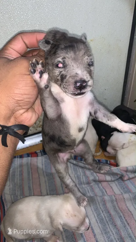 Hercules  – American Pit Bull Terrier puppy for sale in New Iberia, LA
