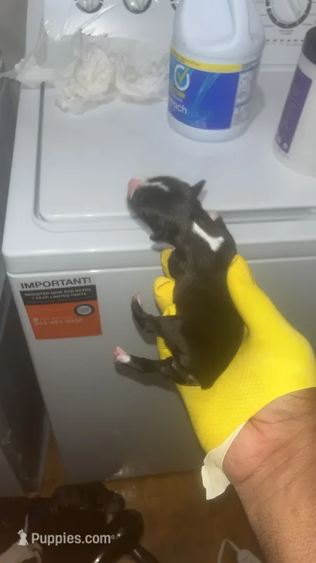 Cash Money  – American Pit Bull Terrier puppy for sale in New Iberia, LA