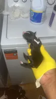 Cash Money , a female American Pit Bull Terrier for sale in New Iberia, LA – 1 of 8