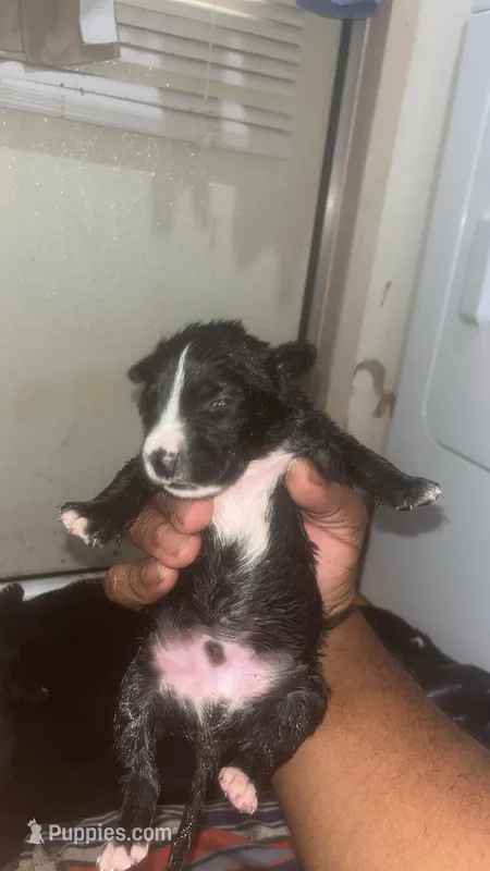 Kodack  – American Pit Bull Terrier puppy for sale in New Iberia, LA