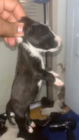 Adidas’s , a female American Pit Bull Terrier for sale in New Iberia, LA – 4 of 10